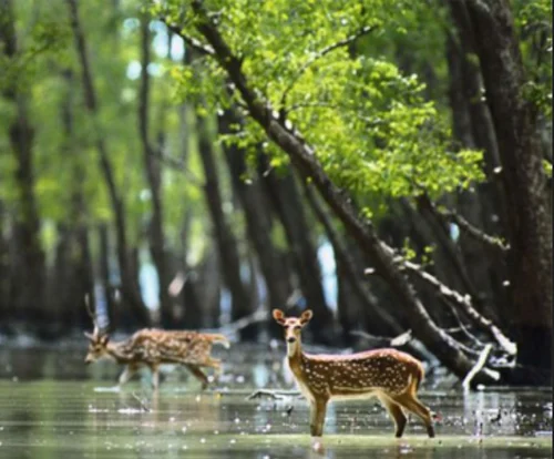 Birds of Sundarban