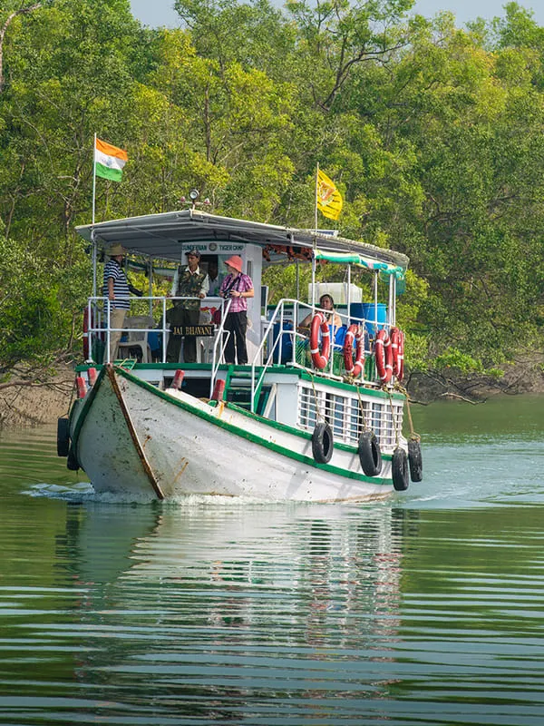 Royal Bengal Tiger
